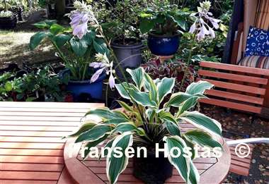 Hosta Long Tail Lights